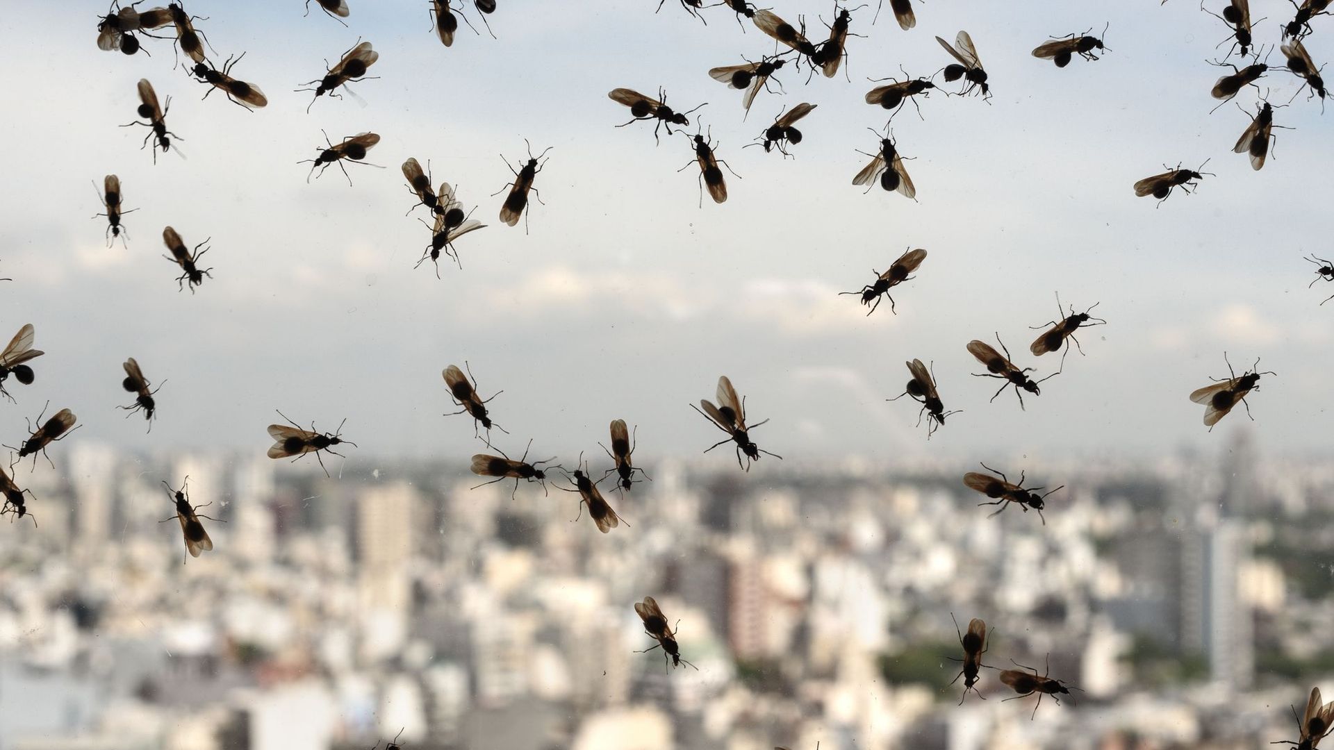 Les fourmis volantes de sortie dans les jardins pour un vol nuptial impressionnant voire inquiétant