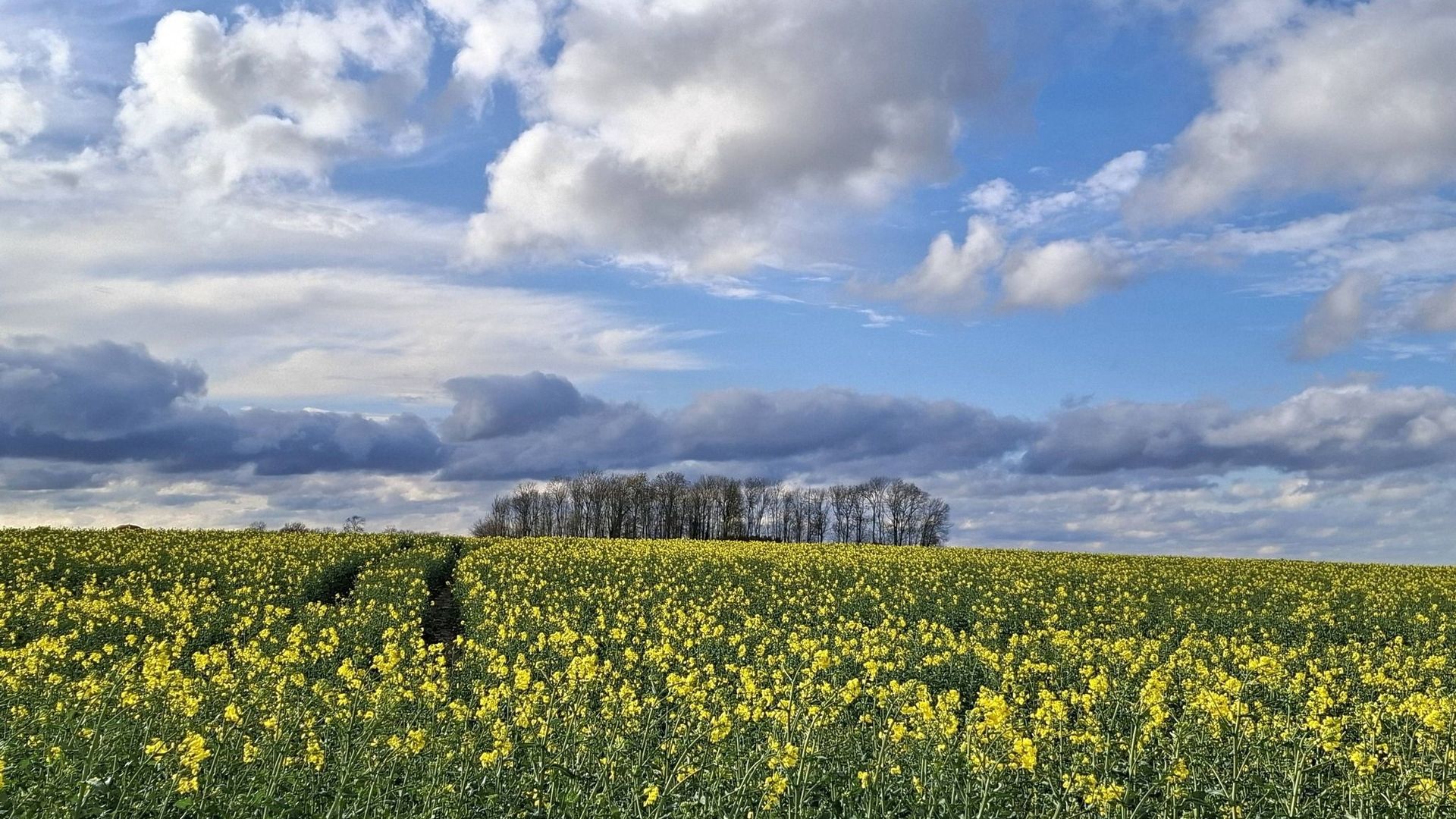 Météo en Belgique : le temps couvert de la matinée se transformera en un ciel variable et lumineux