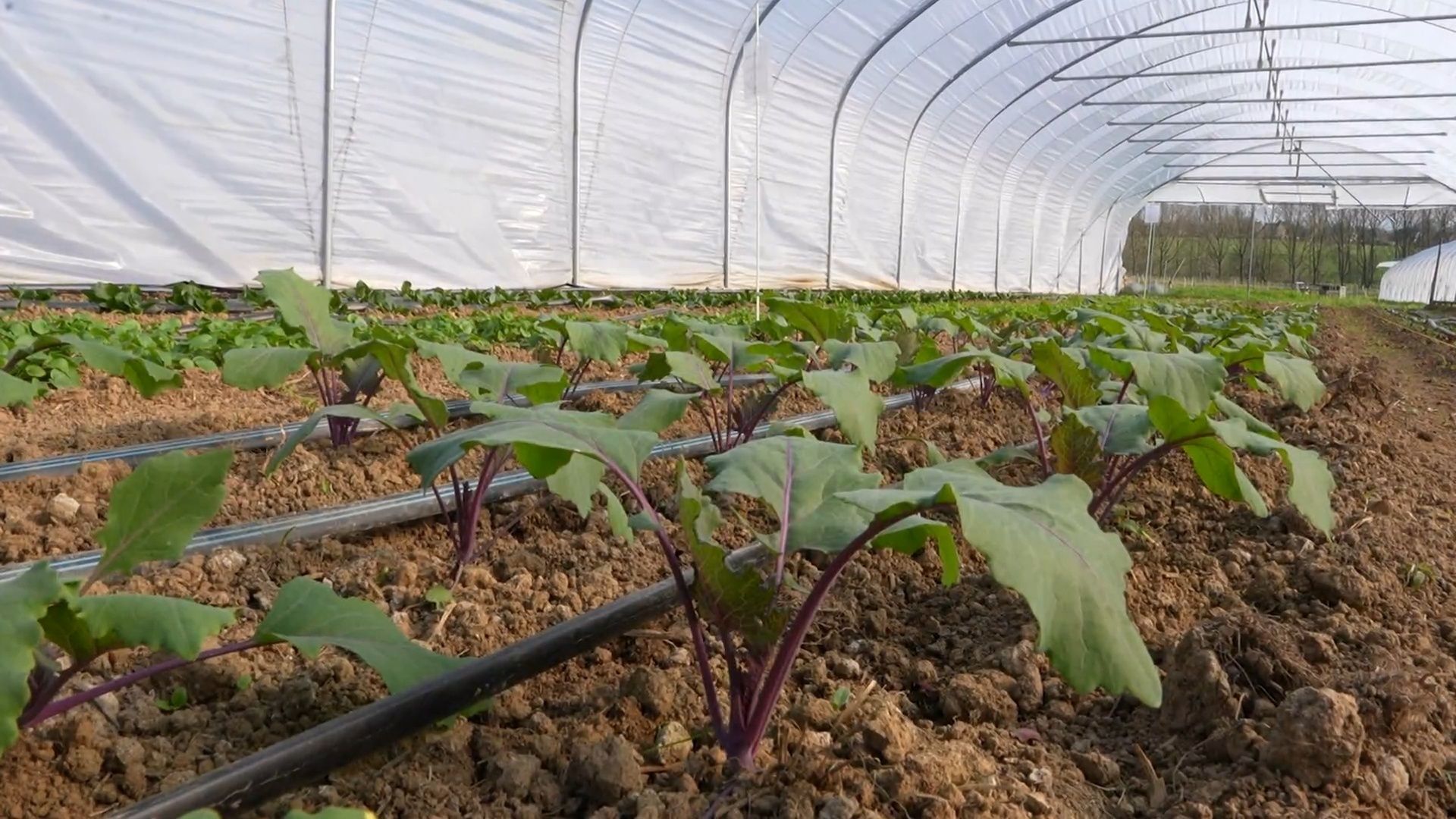 Les'Granges de la Gageole', une ferme pas comme les autres