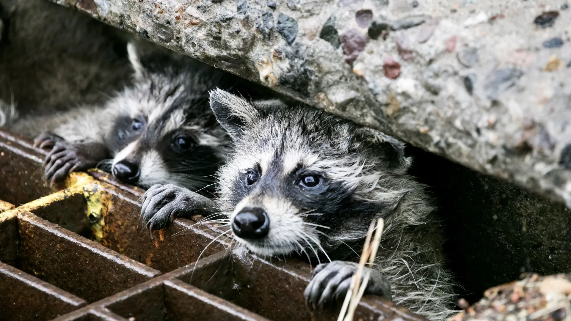 Santé, biodiversité : pourquoi le raton laveur inquiète en Hainaut ...
