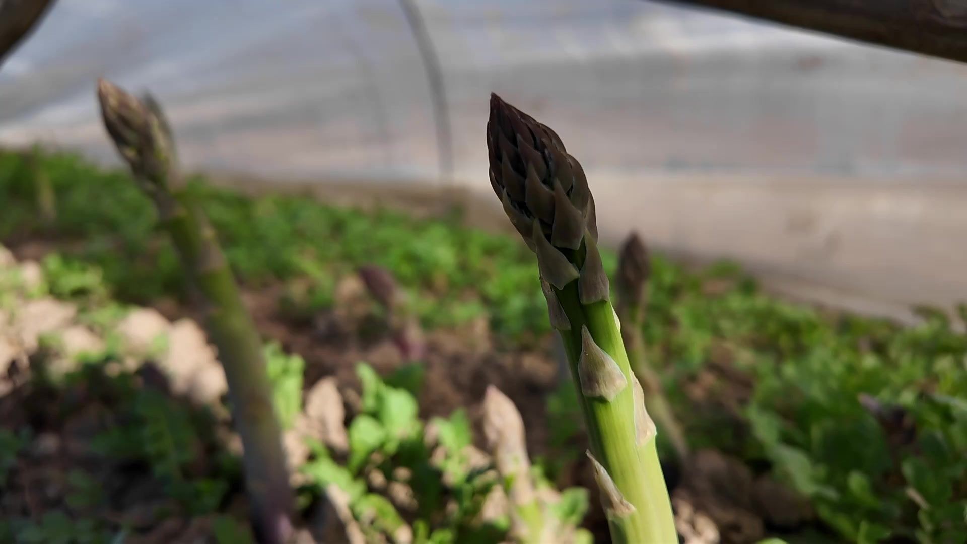 Asperges, fraises, cerises : où en est la saison agricole chez nous ?