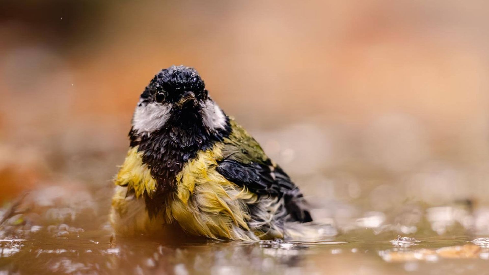 La photo extraordinaire : Plumes et bulles