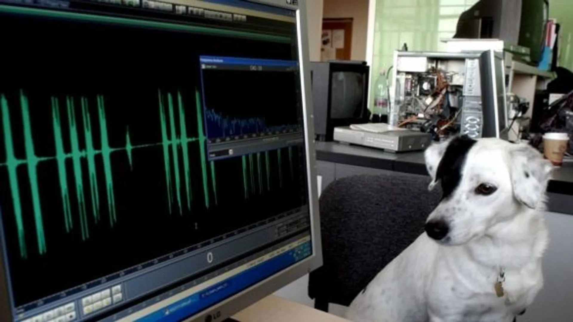 Avec 'Dog TV', la télé, c'est pour les chiens, sans publicité - RTBF Actus