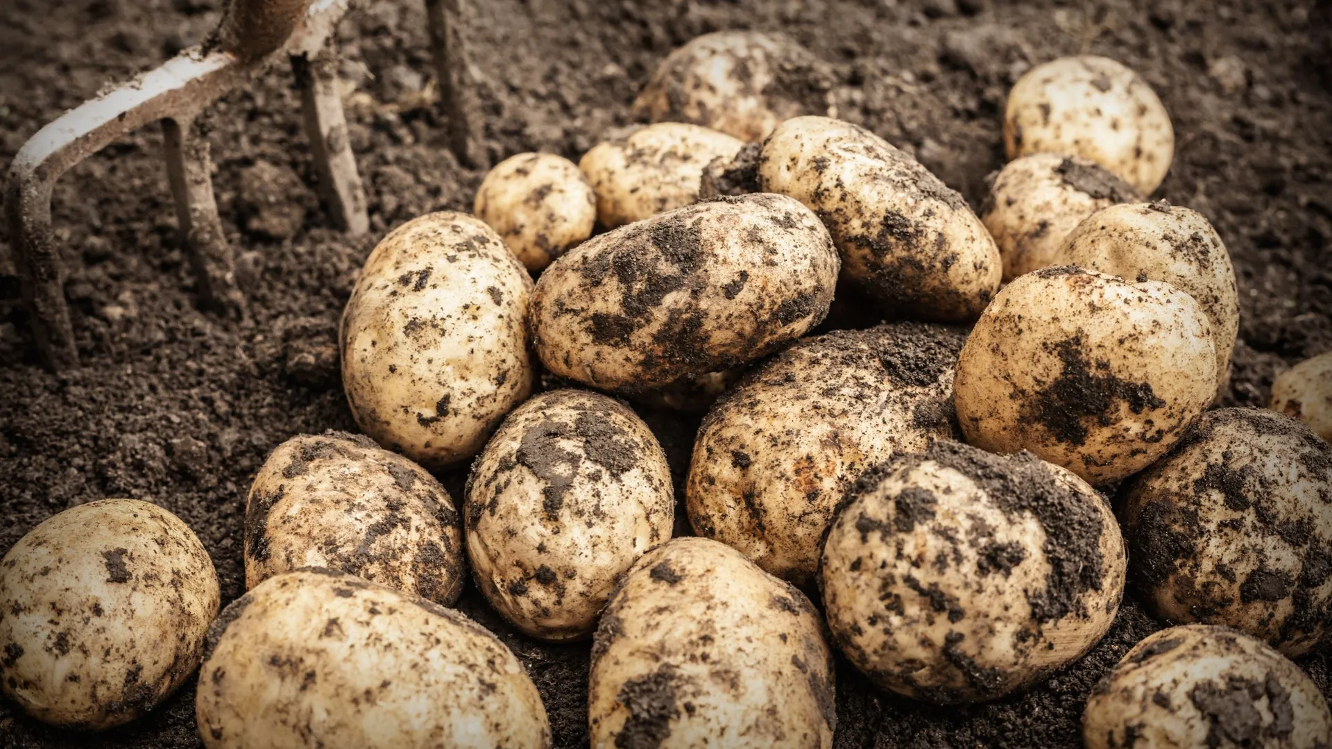 Comment faire germer des plants de pommes de terre avec succès ? Nos — free download