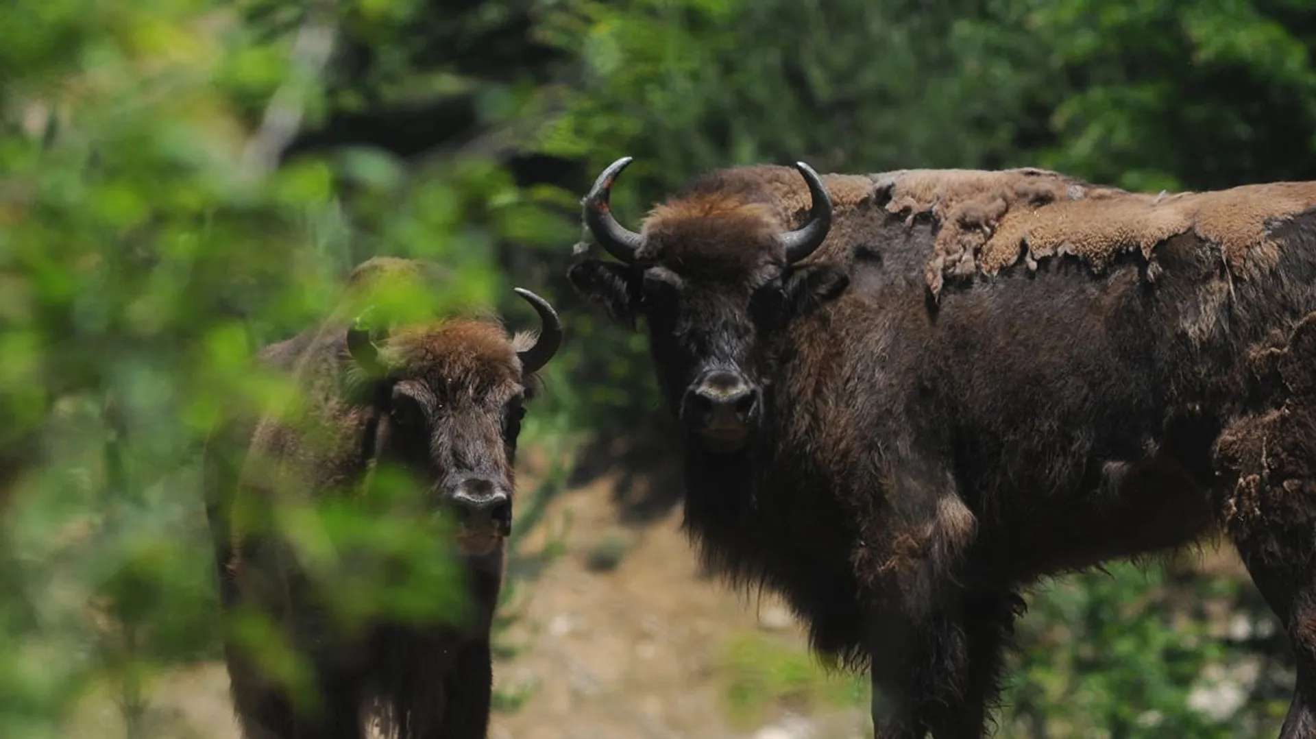 Le WWF et le retour des bisons en Roumanie - RTBF Actus