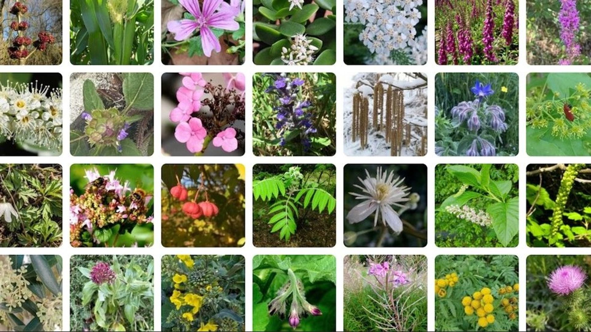 1,3 milliard de photos : les dessous de PlantNet, l’application qui séduit les curieux et aide les scientifiques