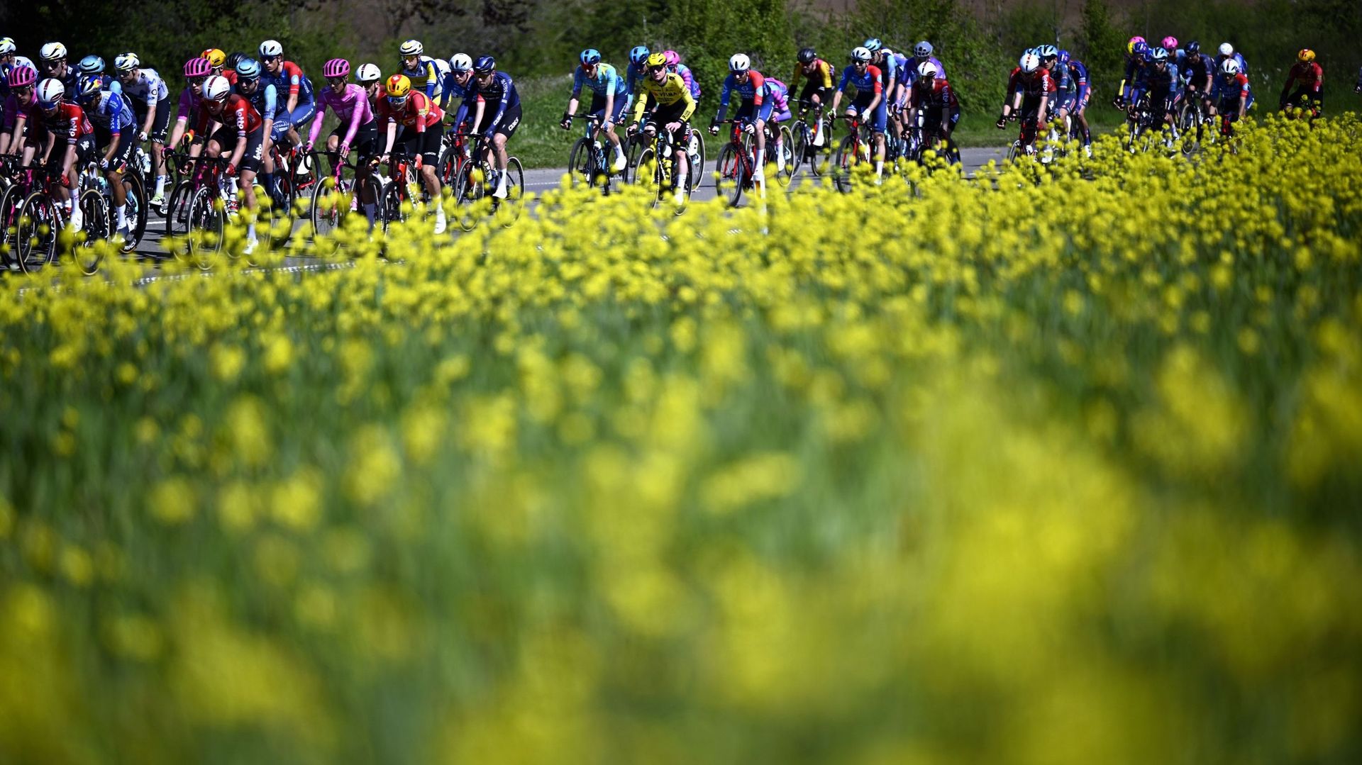 Direct vidéo, Tour de Belgique : un circuit autour de Scherpenheuvel-Zichem pour lancer l'épreuve