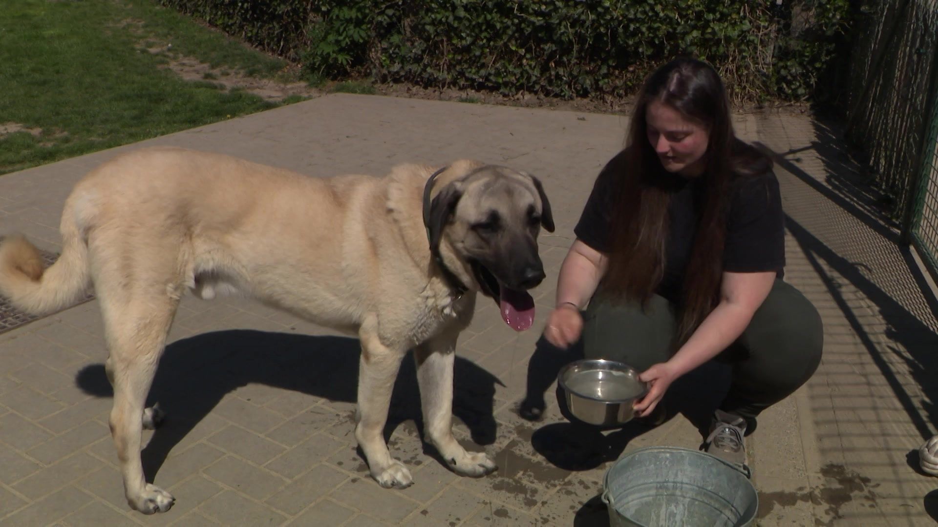 Chiens et chats : quand l’été cache aussi des dangers