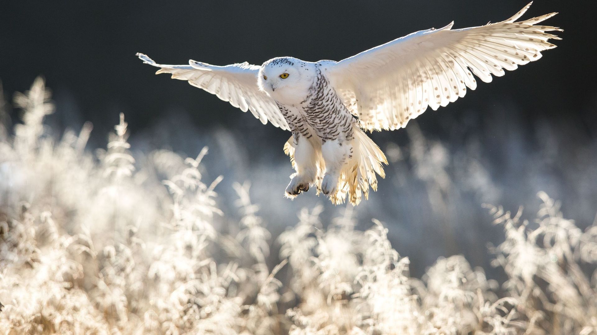 Le harfang des neiges de Harry Potter parmi les quarante nouvelles espèces migratrices protégées