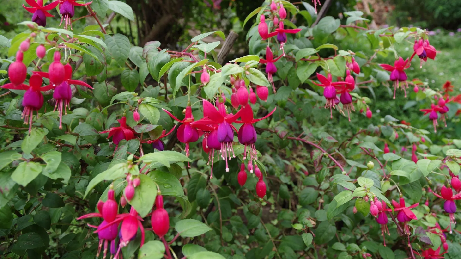 Un jardin fleuri de mai à décembre grâce à ces 5 vivaces RTBF Actus — free download