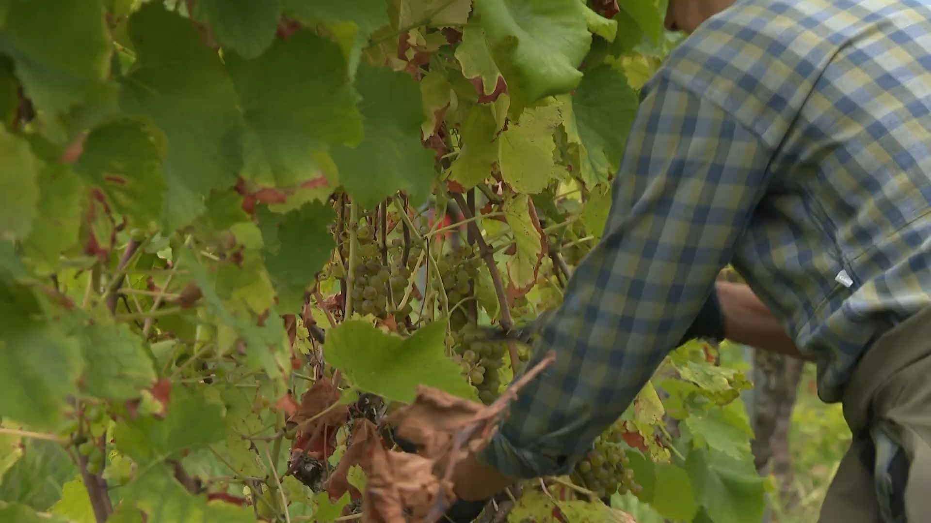 Le vignoble respire, mais reste sous la menace des orages