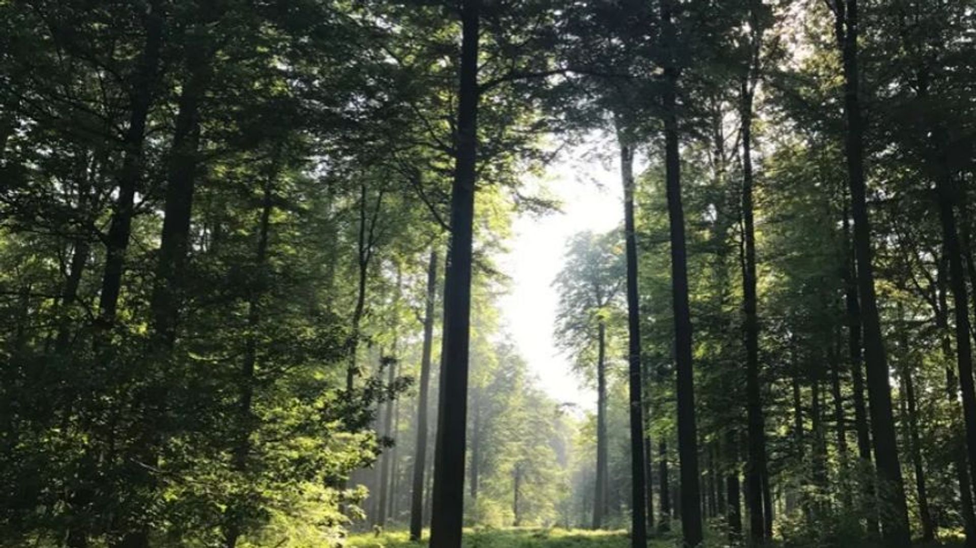 Les hêtres de la forêt de Soignes révèlent les températures des siècles passés en Belgique