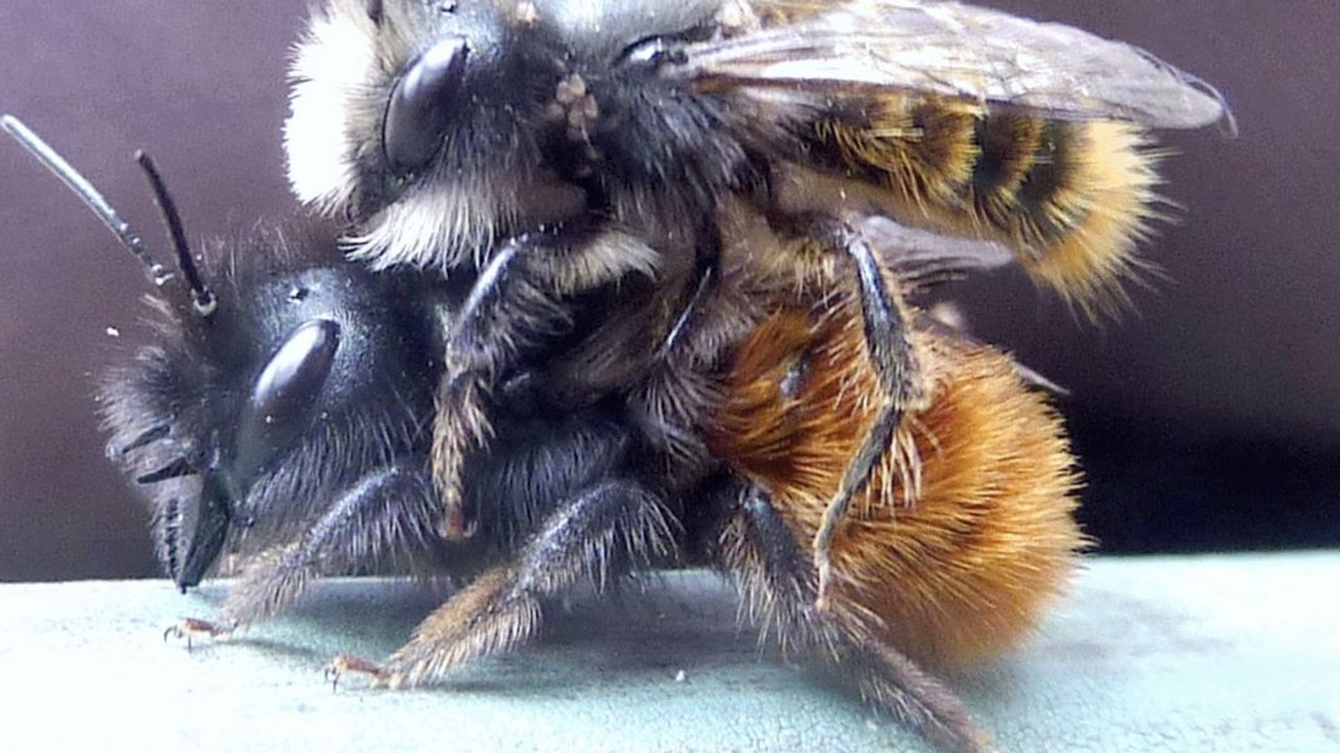 Comment les vagues de chaleur perturbent la vie sexuelle des abeilles