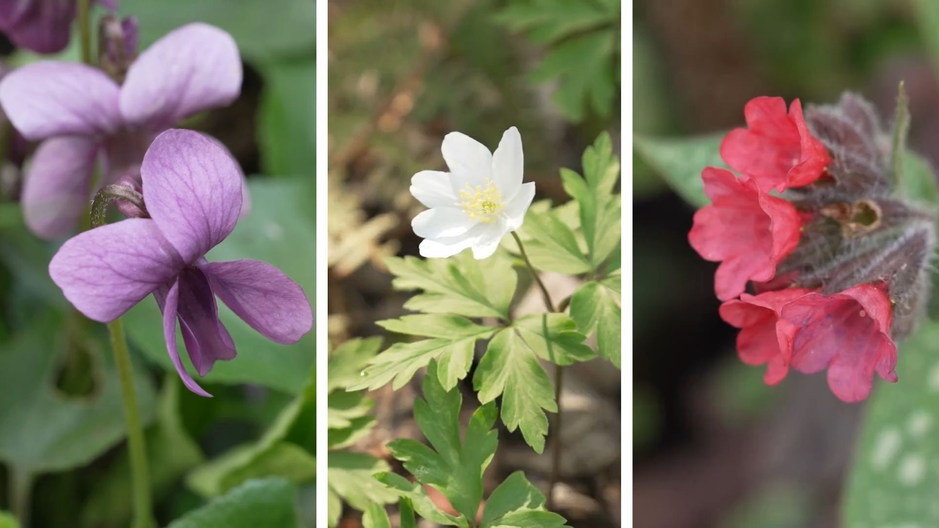 Des petites plantes indigènes pour nourrir les pollinisateurs dès le mois de mars
