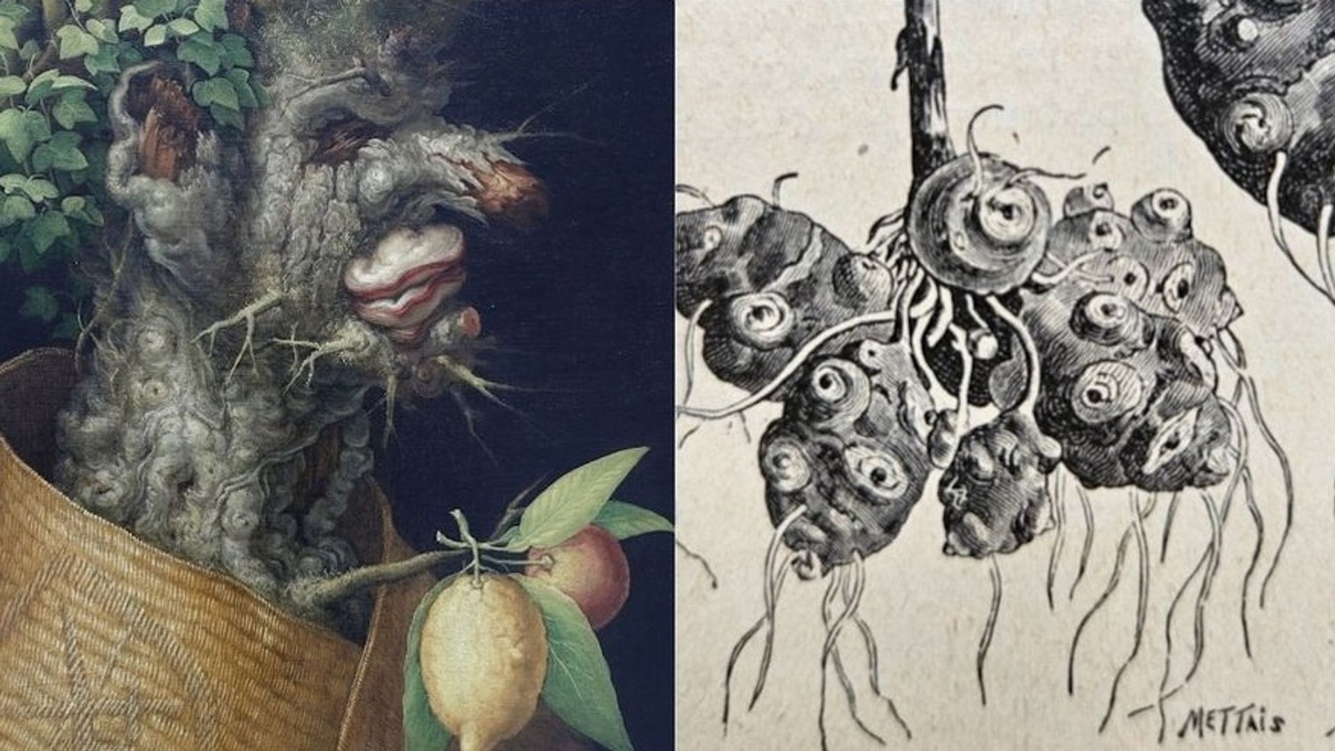 Rutabaga, topinambour : ce que le retour des légumes "oubliés" dit de notre rapport à l’alimentation