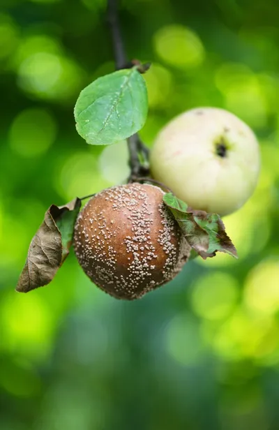La moniliose, un champignon, fait pourrir les pommes et d'autres fruits à pépins sur l'arbre.