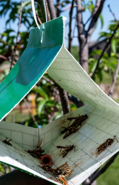 Piège collant avec leurre à phéromones pour minimiser les insectes sur les arbres fruitiers.