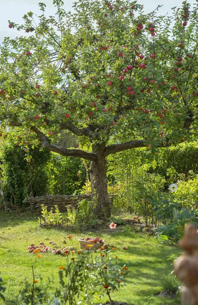 Un pommier s'arrose régulièrement les premières années après la plantation et en cas de fortes et longues chaleurs.