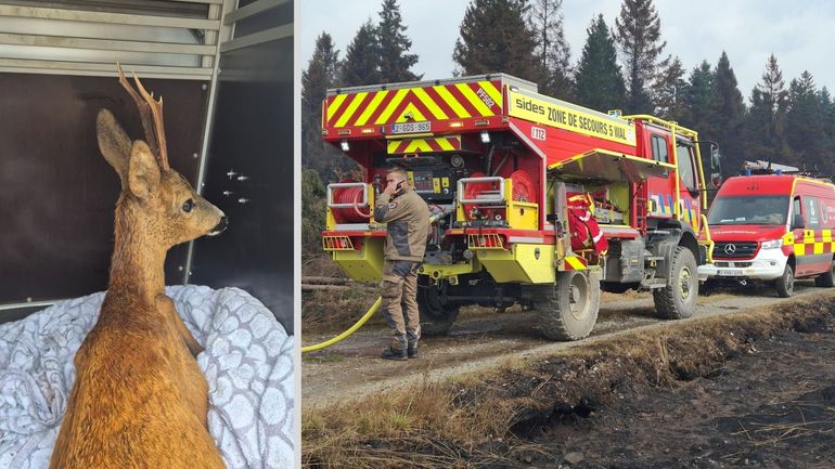 Un brocard blessé découvert par les pompiers dans les Hautes Fagnes, ravagées par les incendies
