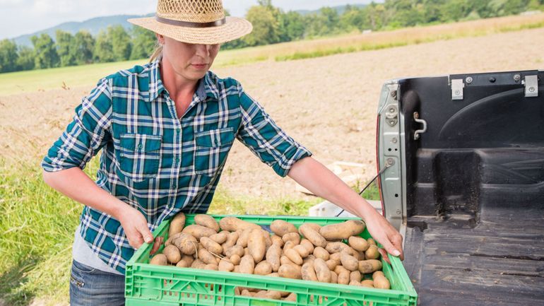 La minute insolite : jusqu’en 2021, il était interdit de transporter plus de 50 kilos de pommes de terre en Australie