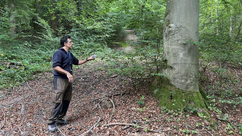 Nos arbres survivront-ils au réchauffement climatique ?