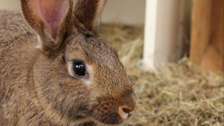 Cinq animaux euthanasiés après une expérience non autorisée : le ministre du Bien-être animal sanctionne l’Université de Liège
