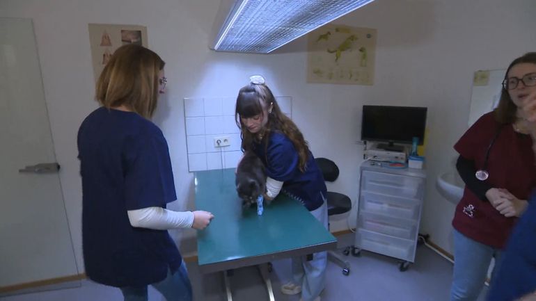 40% des jeunes vétérinaires quittent la profession dans les 4 ans !