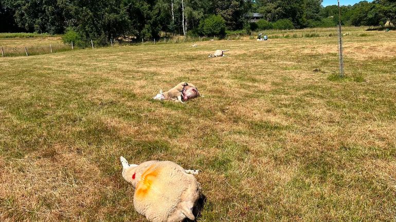 Un troupeau de 26 brebis décimé par un loup à Léglise: les éleveurs et le bourgmestre inquiets