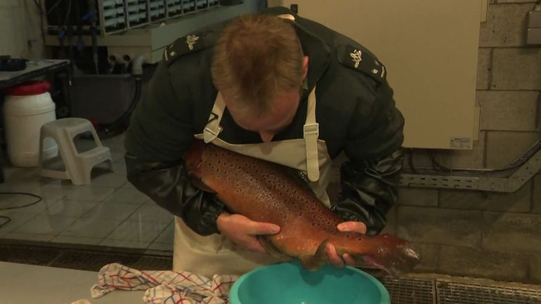 La Wallonie réintroduit chaque année des centaines de milliers de truites de mer… dans nos rivières. Mais c’est quoi une truite de mer ? La Wallonie réintroduit chaque année des centaines de milliers de truites de mer… dans nos rivières. Mais c’est quoi une truite de mer ?