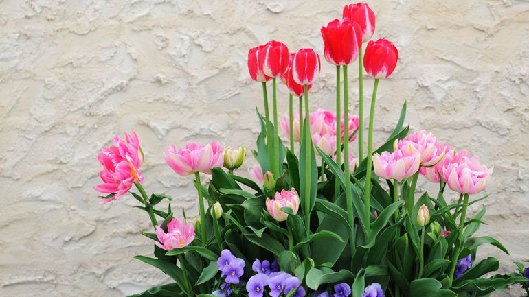 Préparez vos jardinières : tulipes et bisannuelles pour un printemps coloré