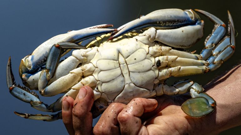 Méditerranée : le crabe bleu, un envahissant crustacé à savourer pour mieux le contrôler