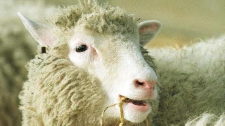 Dolly la brebis : 30 ans après, où sont passés les rêves de clonage ?