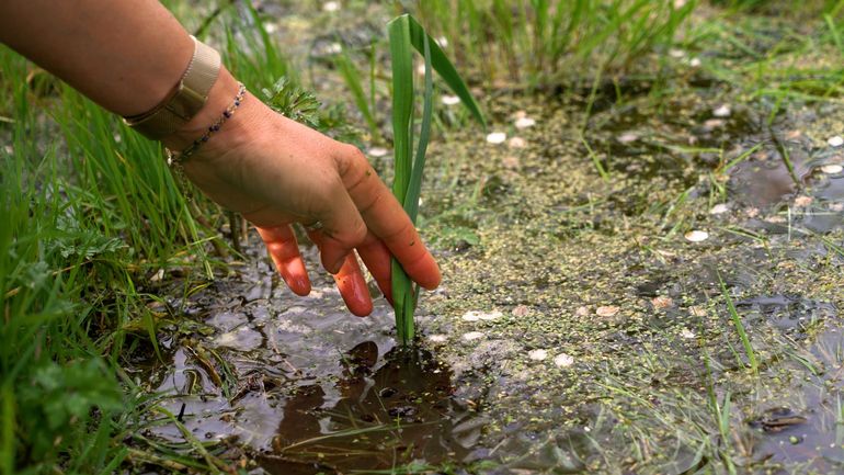Découvrez quelques plantes aquatiques à installer dans votre mare