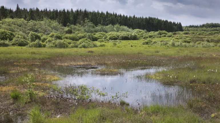 La journaliste Anne-Françoise Biet publie un "ABCDaire des Fagnes", entre poésie, histoire et engagement