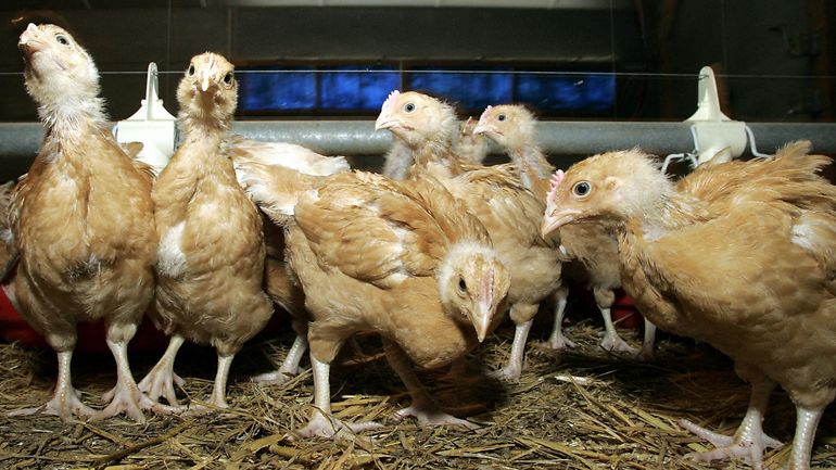 Grippe aviaire : la première infection à la grippe aviaire H5N1 de la saison détectée dans le Limbourg