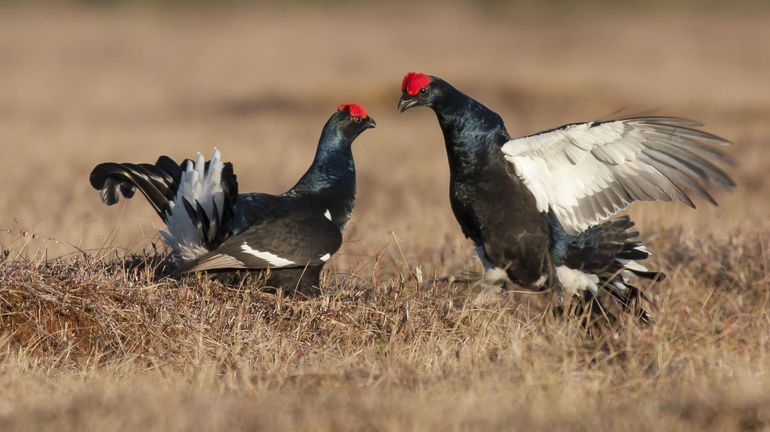 Incendie dans les Fagnes : la moitié des émetteurs des tétras lyres, oiseaux emblématiques du plateau fagnard, ne répondent plus