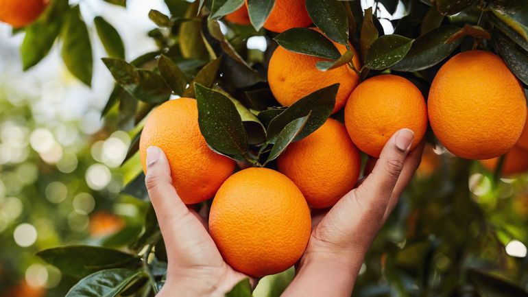 QR : Pourquoi la plupart des oranges vendues chez nous viennent-elles d'Afrique du Sud et non d'Europe ?