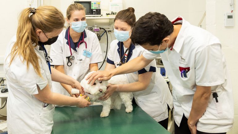 Dès 2027, le concours d'entrée en médecine vétérinaire sera organisé en début de cursus