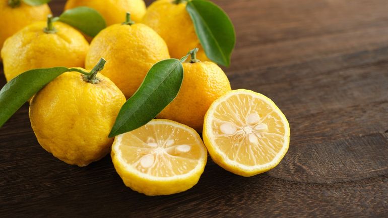 Cultiver le citron yuzu, un agrume d'exception, en climat tempéré Cultiver le citron yuzu, un agrume d'exception, en climat tempéré