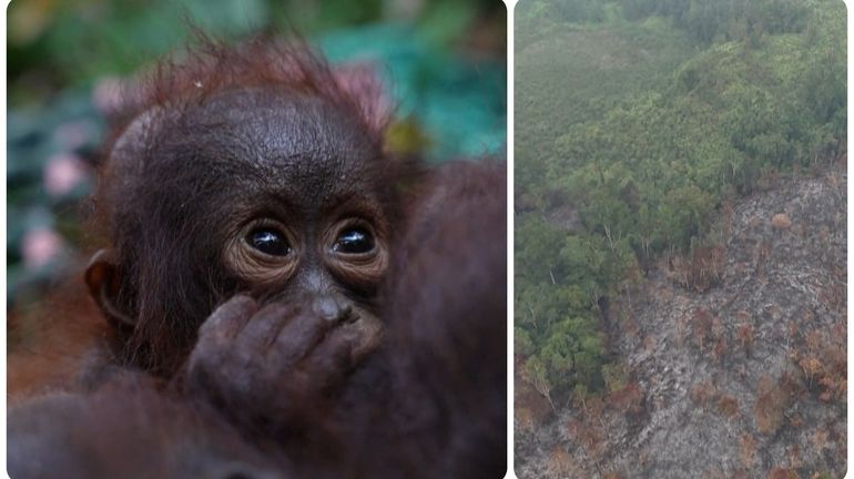 La fumée des incendies en Indonésie étouffe l'Asie du Sud-Est, le sauvetage des orangs-outans se poursuit