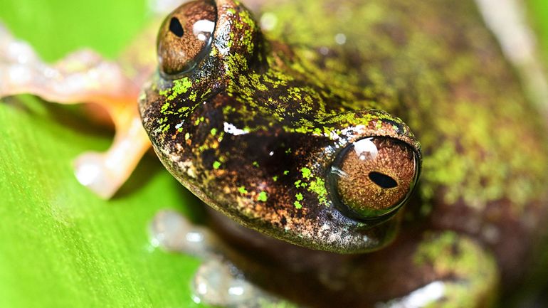 Nocturne et amatrice de café : la "grenouille des sources", une nouvelle espèce de rainette découverte au Costa Rica
