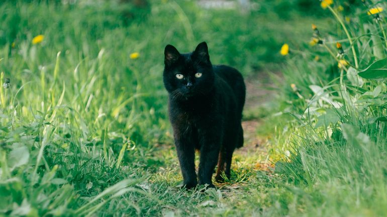 Le vrai du faux : sacrifiait-on vraiment des chats noirs à Halloween ? Le vrai du faux : sacrifiait-on vraiment des chats noirs à Halloween ?
