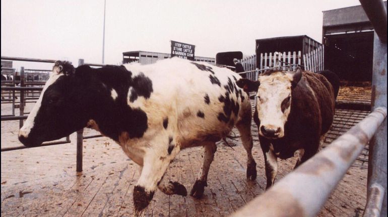 "Avant, on regardait si la vache avait vêlé, maintenant, on regarde si Trump n'a pas balancé une bombe", explique Ludovic Feys, agriculteur présent à Libramont