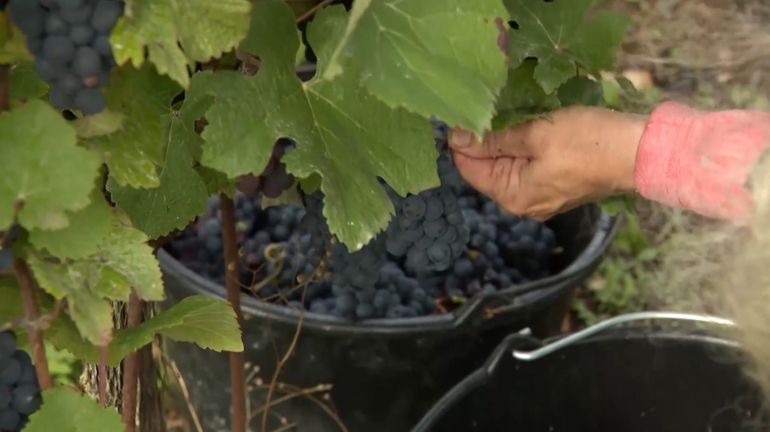Vendanges 2026 : quelle est la qualité du raisin belge ?