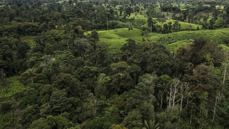 Narcotrafic : la guérilla colombienne de l’ELN décrète trois jours de confinement, invoquant les menaces d’intervention américaines Narcotrafic : la guérilla colombienne de l’ELN décrète trois jours de confinement, invoquant les menaces d’intervention américaines