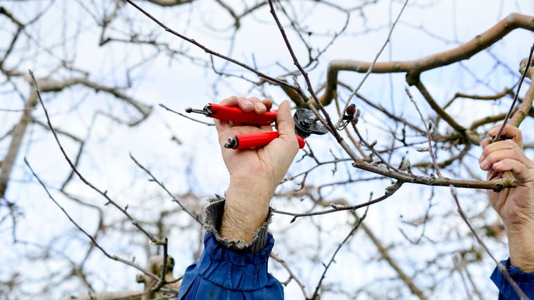 Premières gelées : comment préparer et protéger son jardin avant l’hiver ?