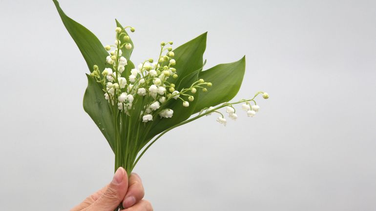 Comment conserver son muguet porte-bonheur le plus longtemps possible ?
