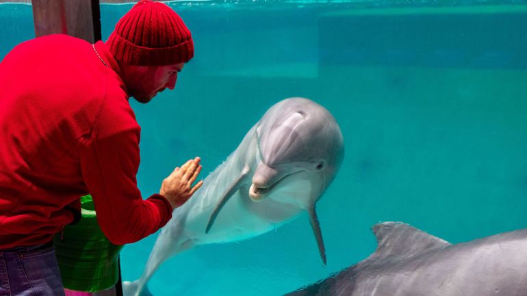 Pairi Daiza pourrait ouvrir un sanctuaire pour les dauphins en captivité : mais est-ce vraiment la meilleure solution ?