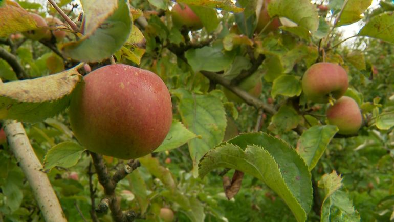 Récolte fruitière : quel impact de la sécheresse sur nos vergers ?