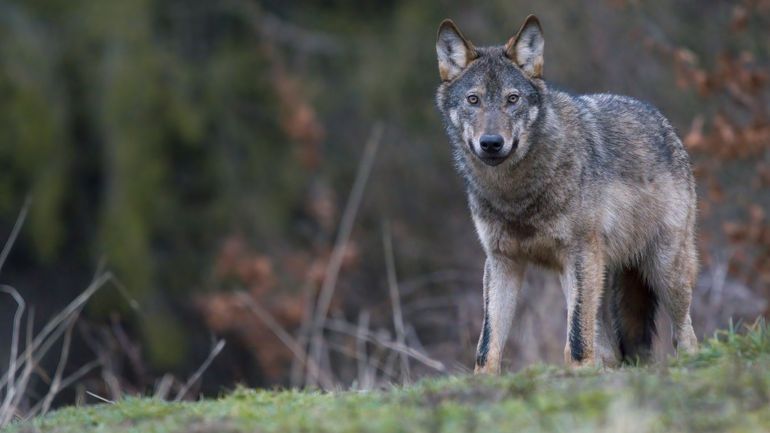Loup en Belgique : un spécimen a tué dans un accident de la route à Geel (Campine)